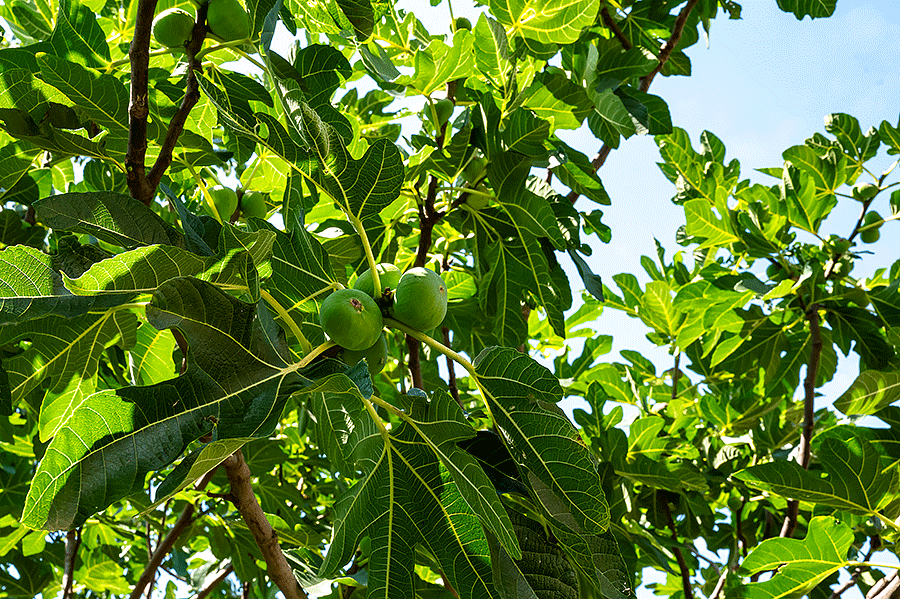 Unser Feigenbaum im Garten lässt auf eine üppige 2. Ernte hoffen - Foto JoSt © 2024